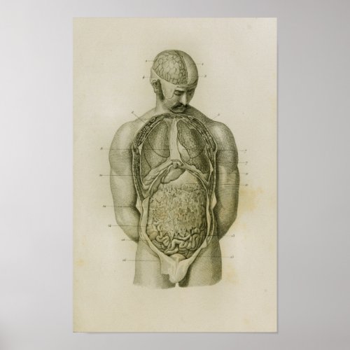 Internal Organs Lungs Brain Vintage Anatomy Print