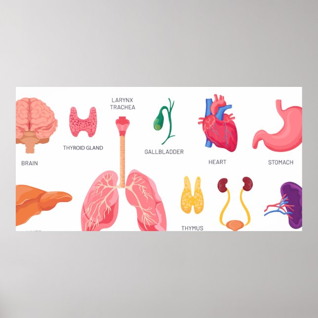 Internal organs of body parts poster (Front)