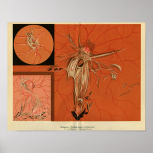 Internal View Retina of the Eye Vintage Print