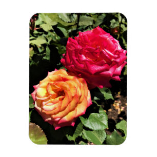 International Rose Test Garden, Portland, Oregon Magnet