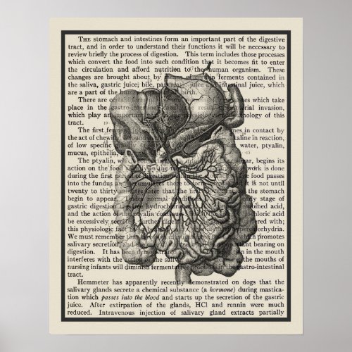 Intestines Anatomy Art Print 3 Medical Decor