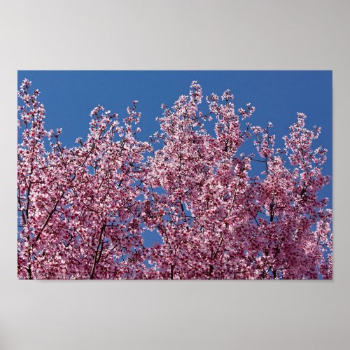 Into the Blue Japanese Cherry Blossoms Tile Poster