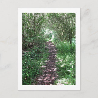Into the wood: Cheshire, England Postcard
