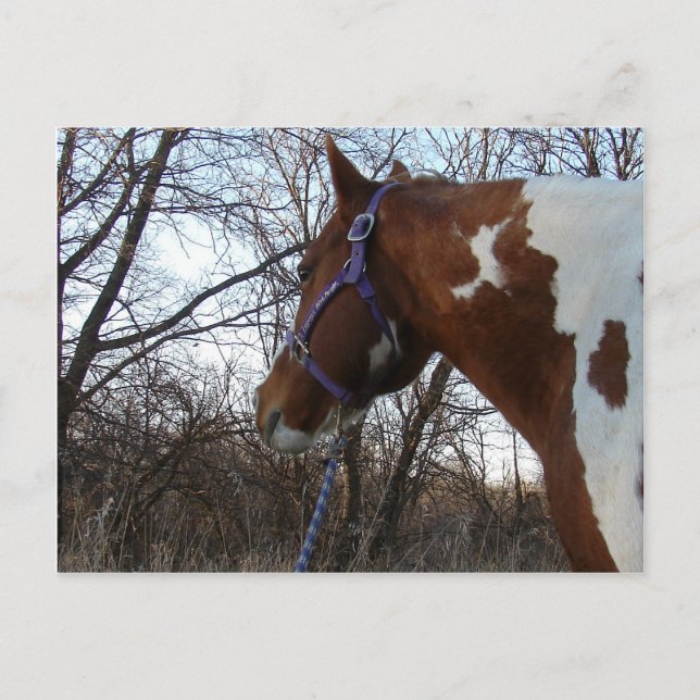 Into the Woods I Look Postcard (Front)