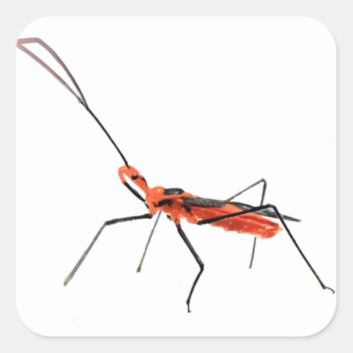 Intricate Assassin Bug Sticker
