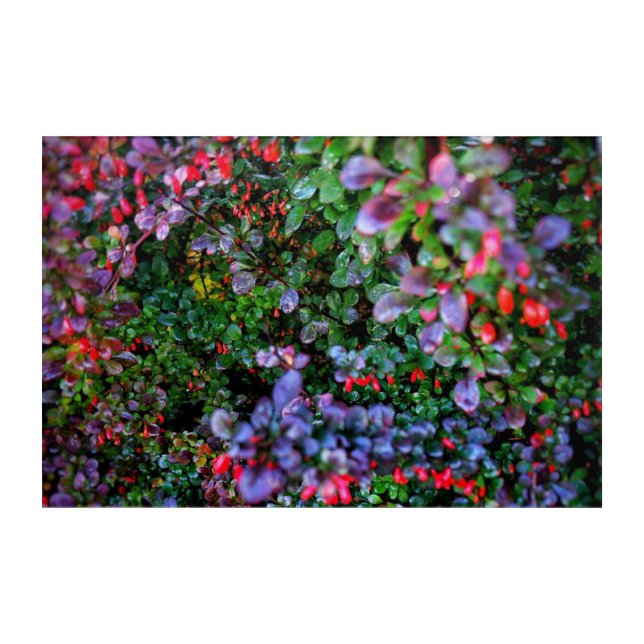 Intricate bush acrylic print (Front)