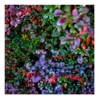 Intricate Bush  Poster