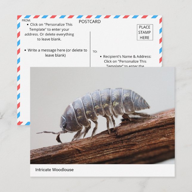 Intricate Woodlouse on Bark - Nature’s Marvel Postcard (Front/Back)