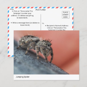  Intriguing Jumping Spider Close-Up Postcard