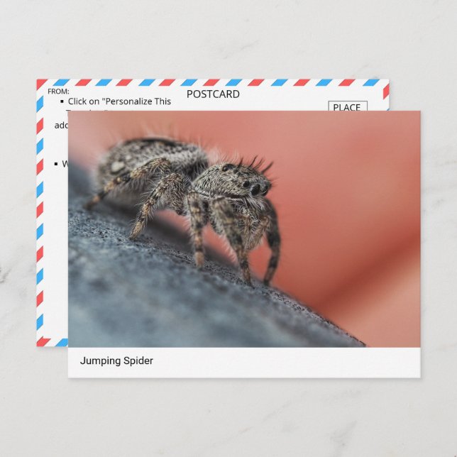  Intriguing Jumping Spider Close-Up Postcard (Front/Back)