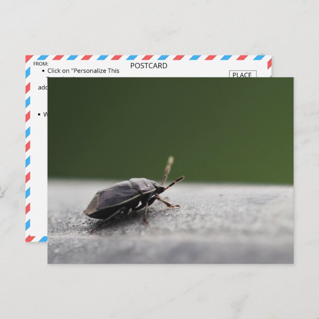 Intriguing Macro Shot of a Stink Bug - Nature Post Postcard (Front/Back)