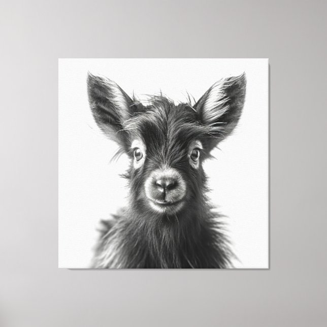 Intriguing Monochromatic Harmonious Baby Goat  Canvas Print (Front)