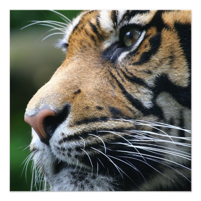 Invitaciones de la imagen del tigre comunicado personalizado