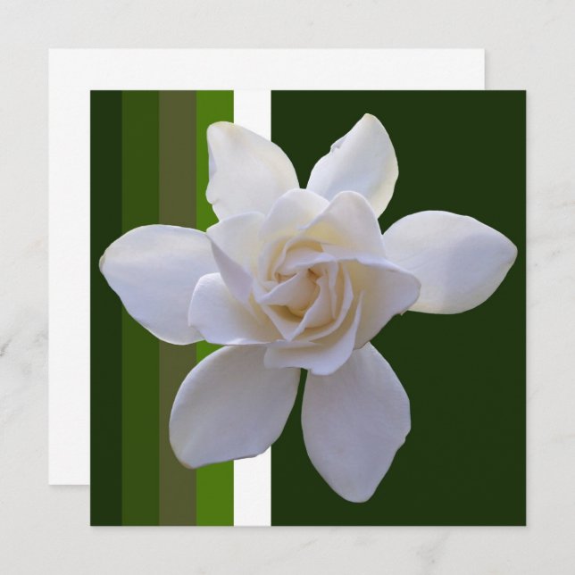 Invitation - Gardenia on Stripes (Front/Back)