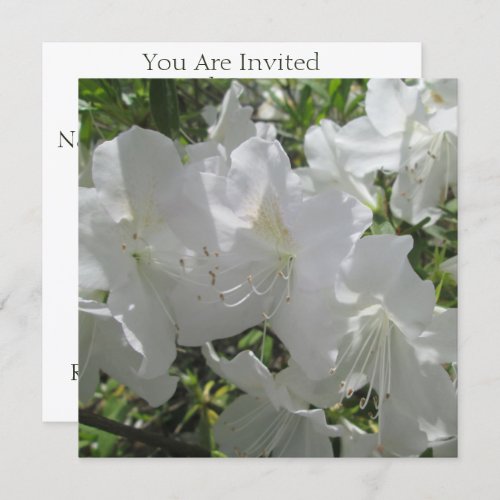 Invitation _ White Azaleas
