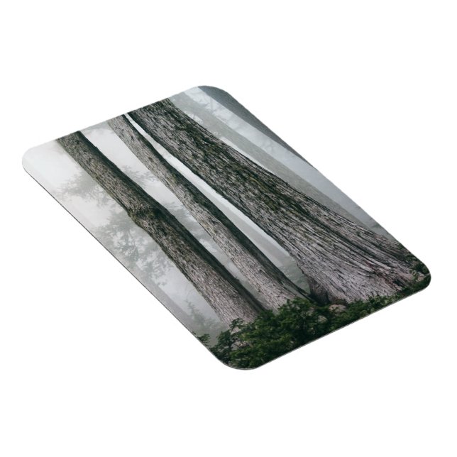 Invoking the Forest Magnet (Right Side)