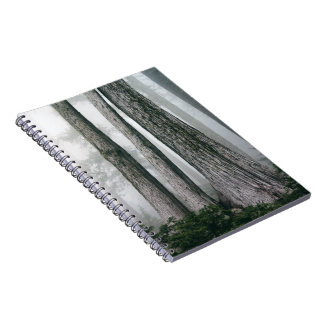 Invoking the Forest Notebook