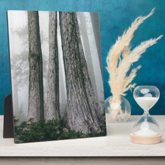 Invoking the Forest Plaque