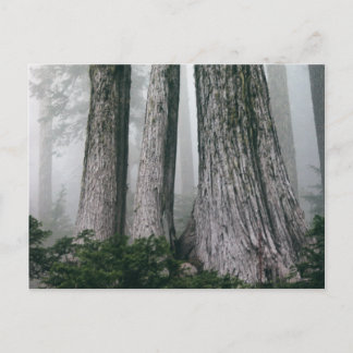Invoking the Forest Postcard