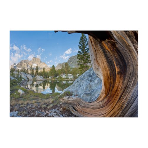 Inyo National Forest California Acrylic Print