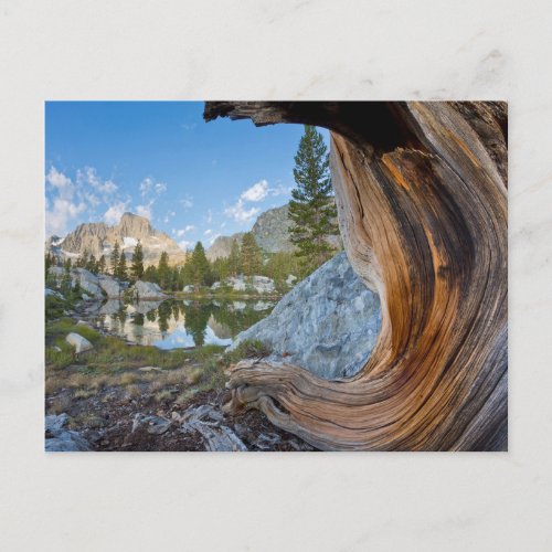 Inyo National Forest California Postcard