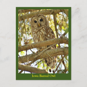 Iowa Barred Owl Postcard