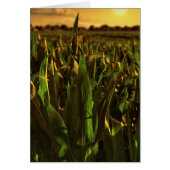 Iowa Corn Landscape Card (Front)