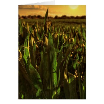 Iowa Corn Landscape Card by Siberianmom at Zazzle