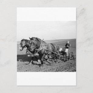 Iowa Corn Planter, 1940s Postcard