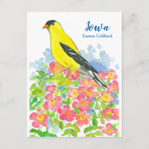 Iowa Eastern Goldfinch Pink Wild Roses Postcard