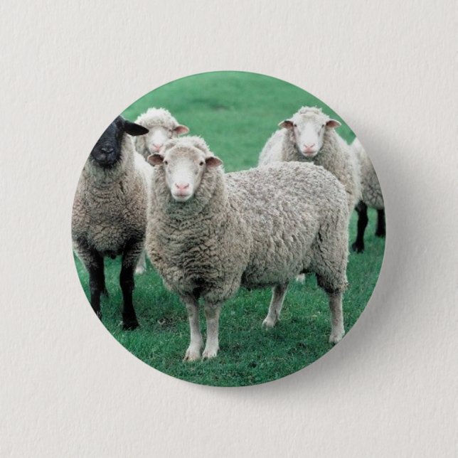 Iowa Sheep Pinback Button (Front)