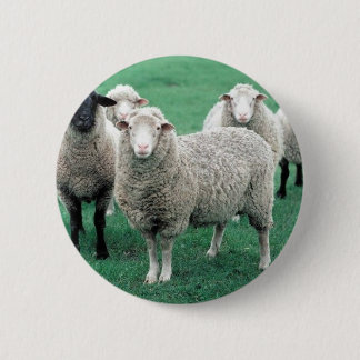 Iowa Sheep Pinback Button