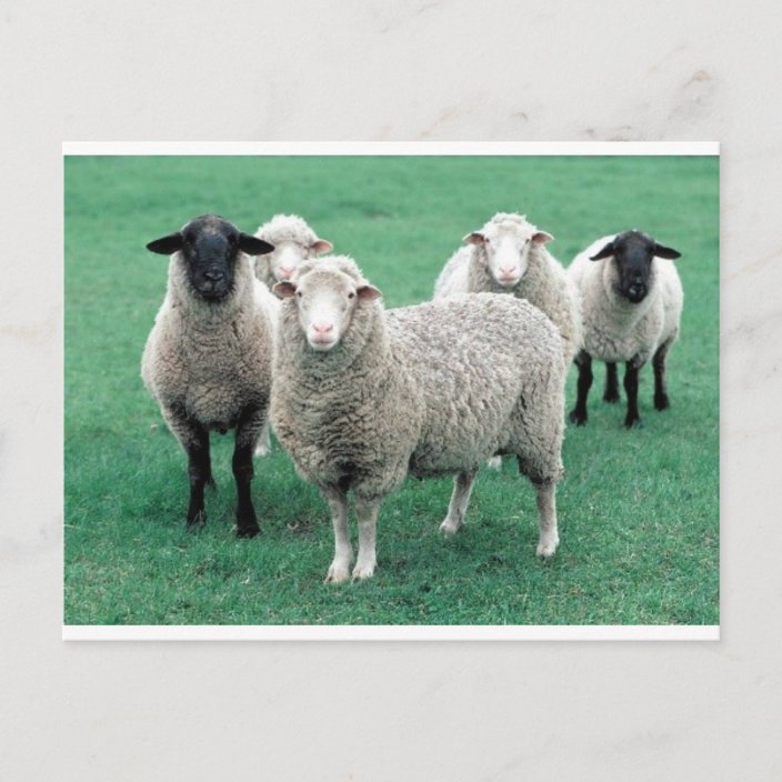 Iowa Sheep Postcard | Zazzle.com