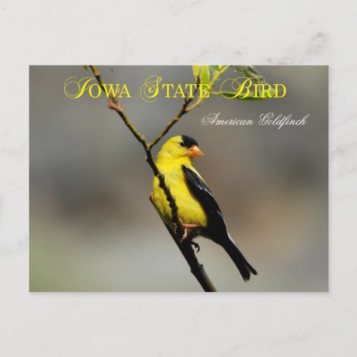 Iowa State Bird _ American Goldfinch Postcard