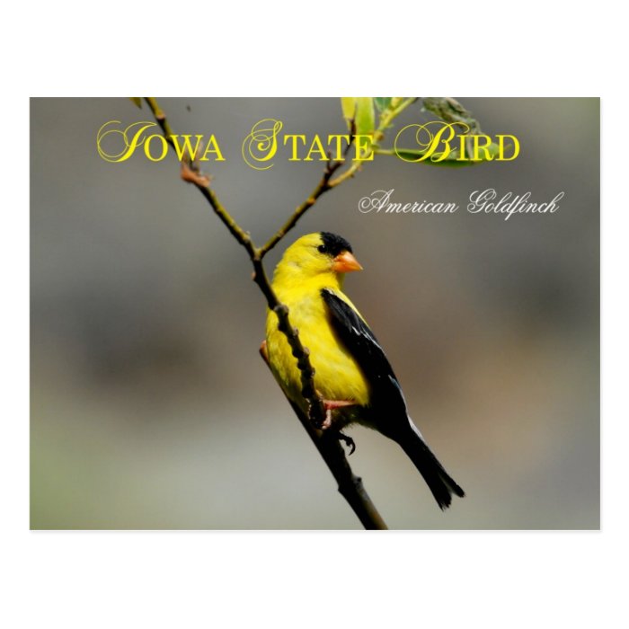 Iowa State Bird   American Goldfinch Postcards