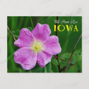 Iowa State Flower: Wild Prairie Rose Postcard