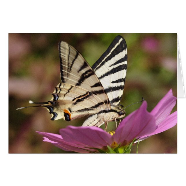 Iphiclides podalirius (Front Horizontal)