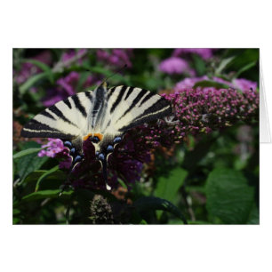 Iphiclides podalirius cards