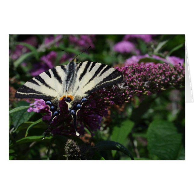 Iphiclides podalirius cards (Front Horizontal)