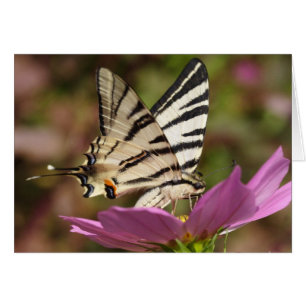 Iphiclides podalirius cards