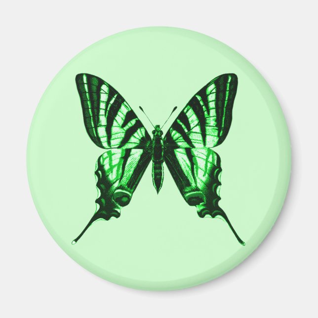 Iphiclides podalirius Magnet (Front)