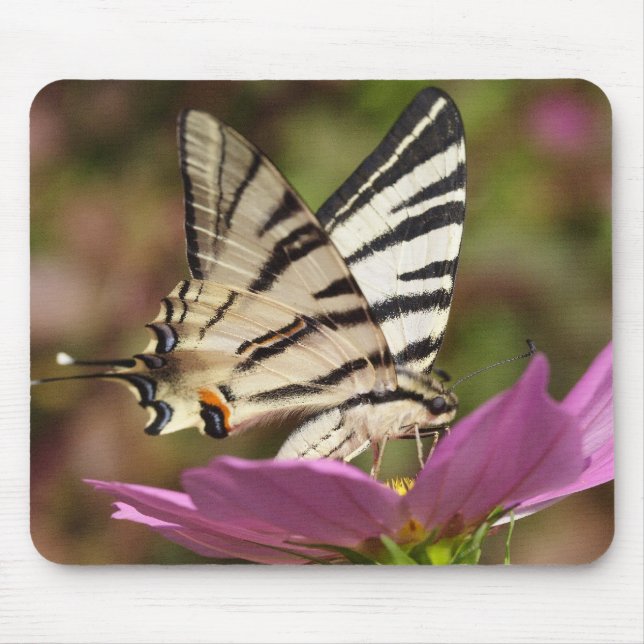 Iphiclides podalirius mouse pad (Front)