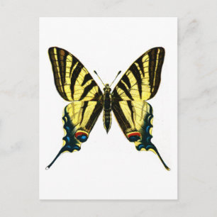 Iphiclides podalirius postcard