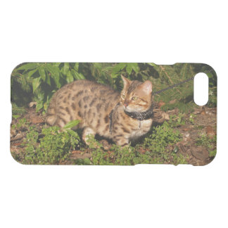 iPhone 7 Clearly Deflector Case Savannah Kitten