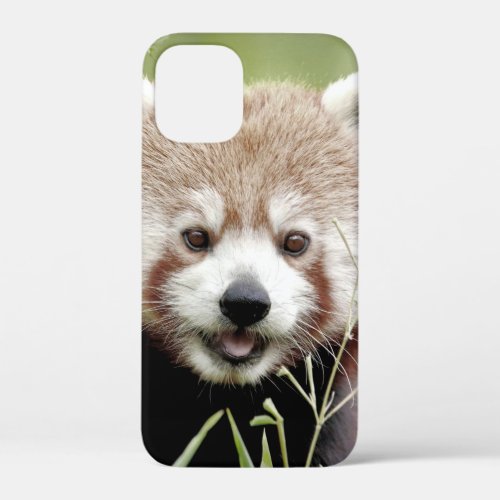 iPhone case Photo giant panda  animals