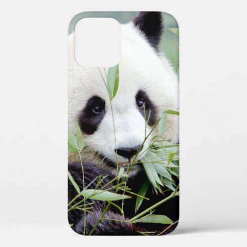 iPhone case Photo giant panda  animals
