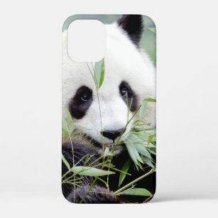iPhone case Photo giant panda , animals.