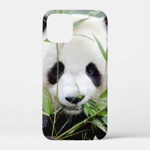 iPhone case Photo giant panda  animals