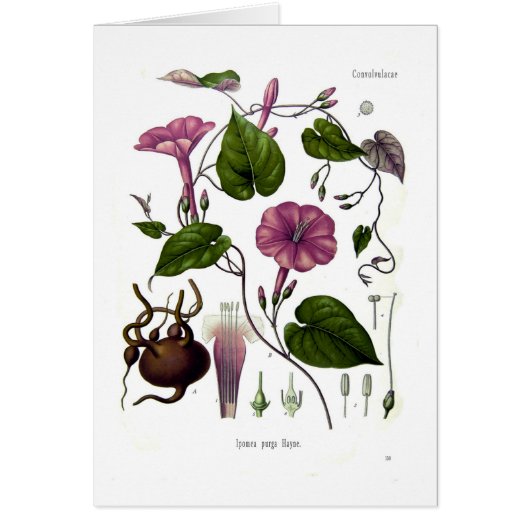 Ipomea purga (jalap) cards (Front)