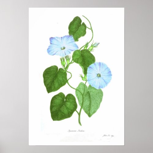 Ipomoea Indica Poster